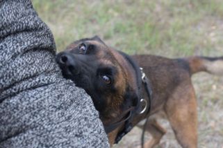 Dítě v Havířově pokousal volně pobíhající pes, policie hledá jeho majitele - Novinky